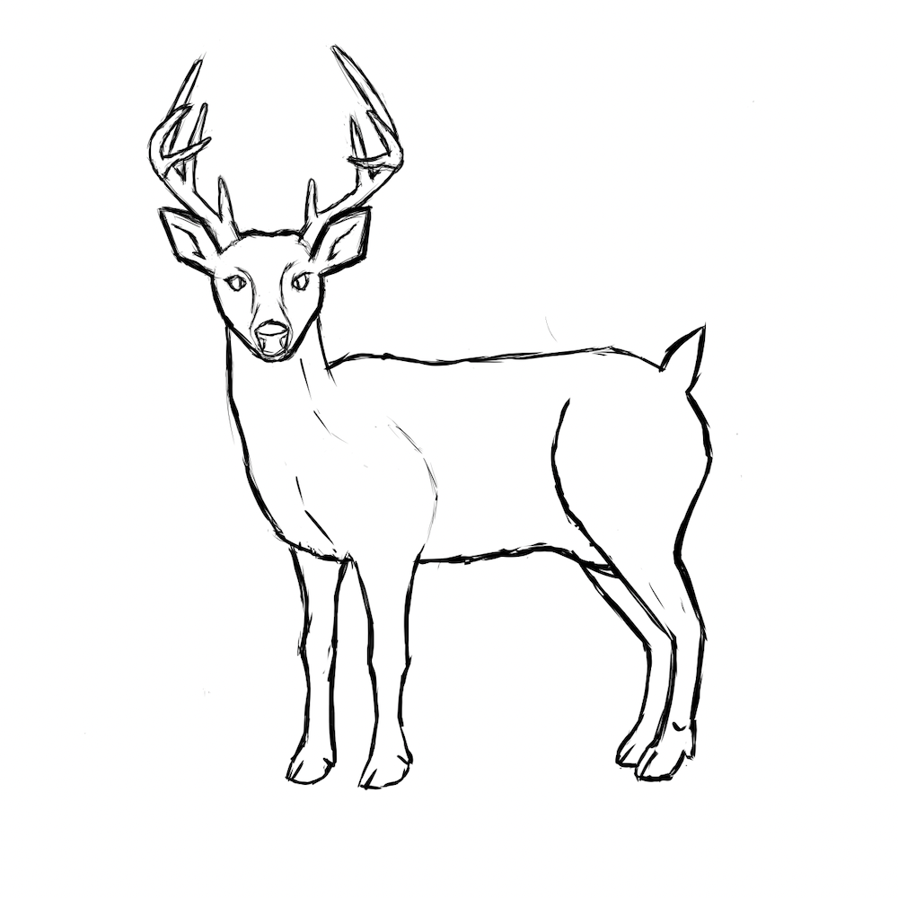 Digital sketch of Whitetail Deer